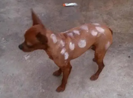 小鹿犬身上有皮屑用什么药