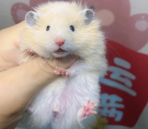 熊类仓鼠选什么好