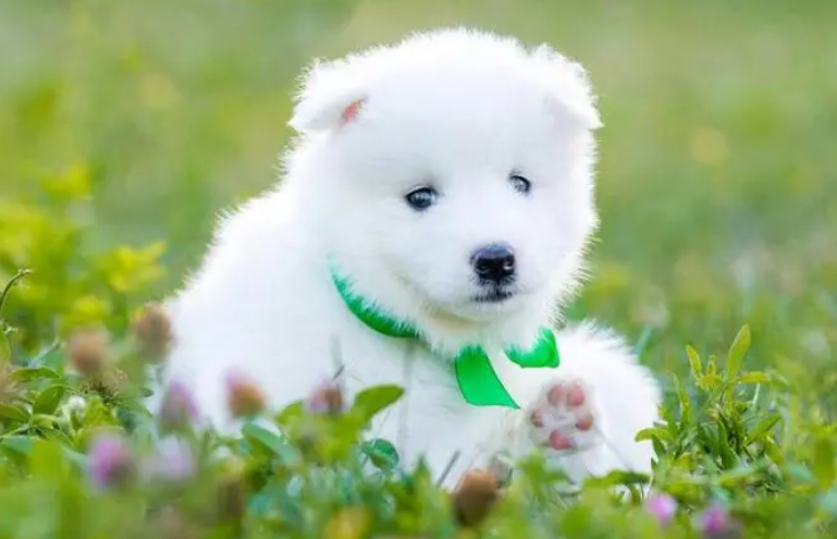幼犬狗狗可以吃什么水果 幼犬狗狗可以吃什么水果