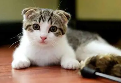 家里养猫什么猫比较好