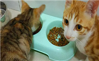 刚8天的小猫饿到晚上一直叫怎么办呢
