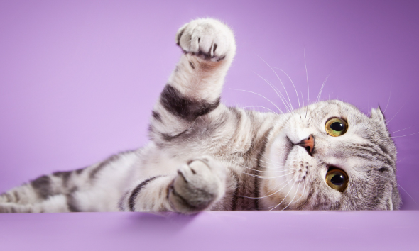 猫咪为什么打喷嚏 猫咪打喷嚏的几种原因