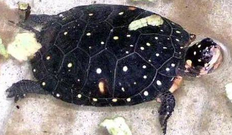 星点水龟可以跟巴西龟混养吗？来看看吧