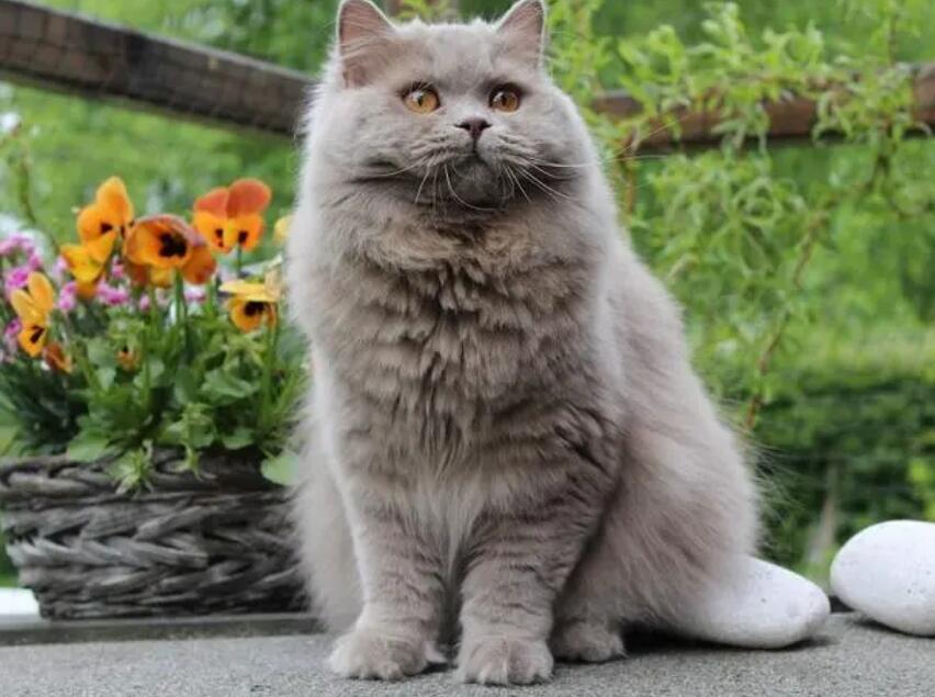 托运猫咪到英国要多少钱一只