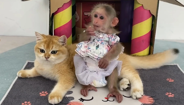 猴子为什么会侵犯猫-宠物网