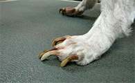 狗狗为什么有狼指甲呢