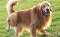 狗狗尿不出来一直滴尿?怎么回事?