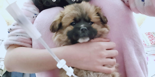 狗狗得细小怎么在家治疗 狗狗得细小怎么在家治疗