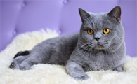 嫉妒心最强的猫排名?排名前五有哪些?
