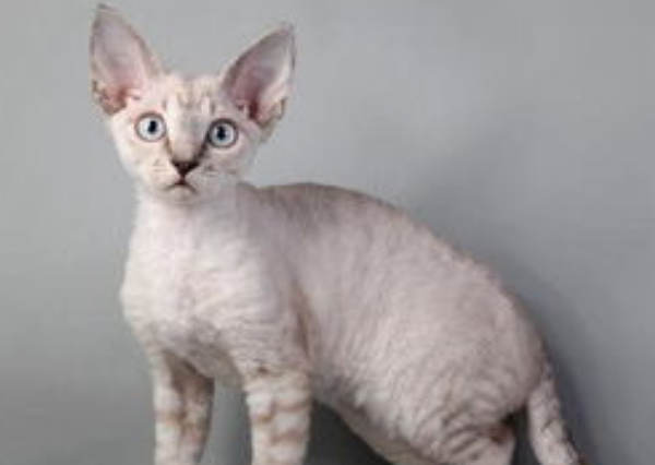 德文卷毛猫怎么样 德文卷毛猫怎么样