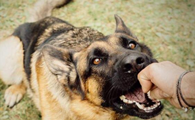 被宠物狗咬了怎么办需要打狂犬疫苗吗