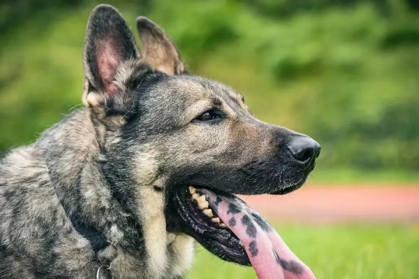 昆明警犬基地的昆明犬销售