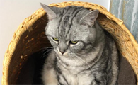 猫的血型有哪些?猫型血是什么