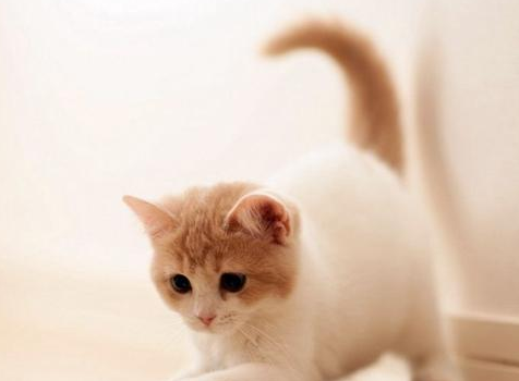 两三个月的小猫老放屁怎么回事?来看看吧 两三个月的小猫老放屁怎么回事?来看看吧