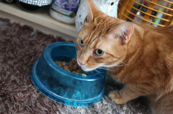 为什么喜欢在家里养猫咪的原因 为什么喜欢在家里养猫咪的原因