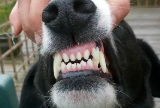 狗狗牙齿结构图