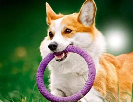养柯基犬的益处那么多，坏处竟然就两个！