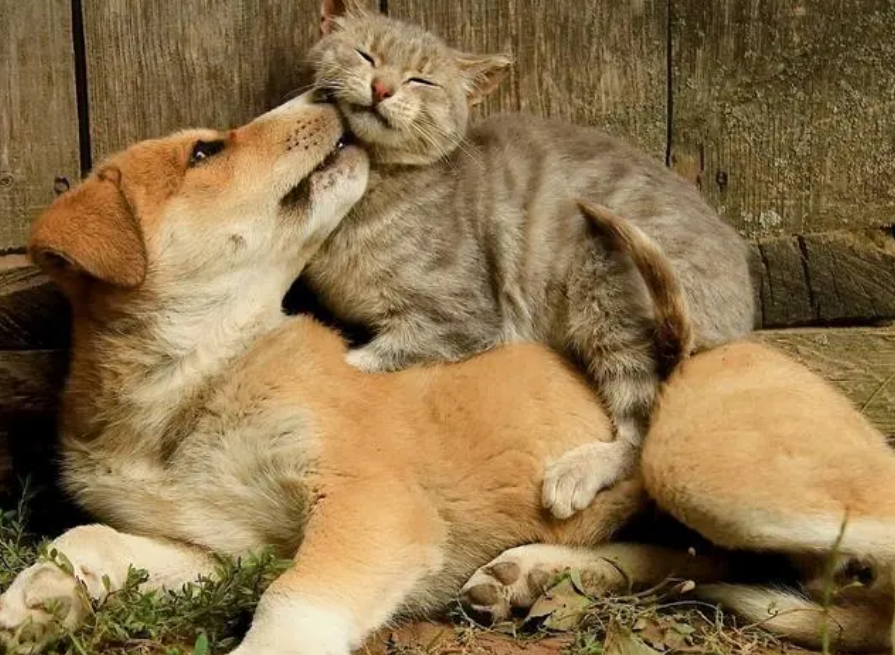 狗把猫咪咬死了