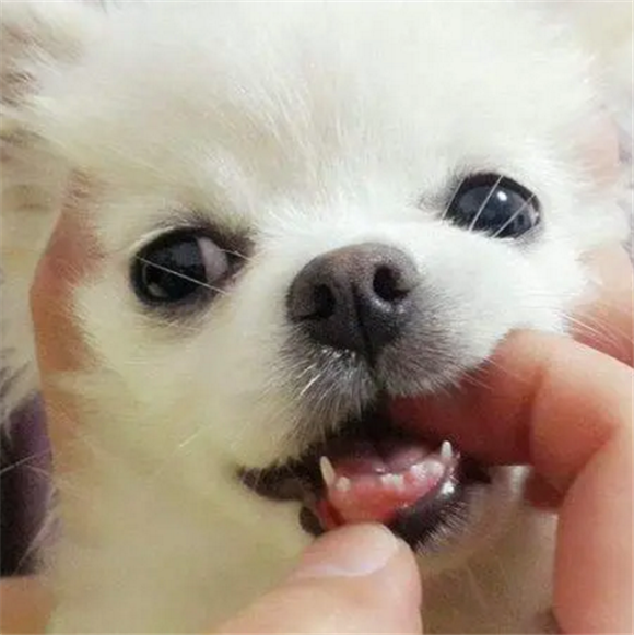 两个月小狗牙齿图片