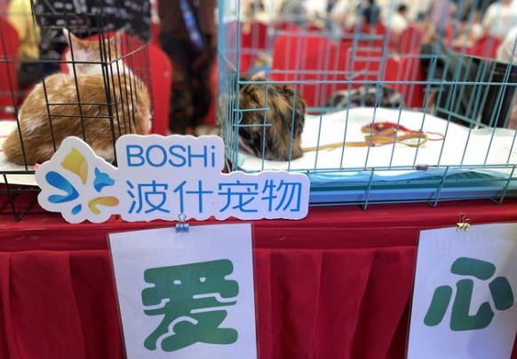 波什宠物好不好 波什宠物好不好