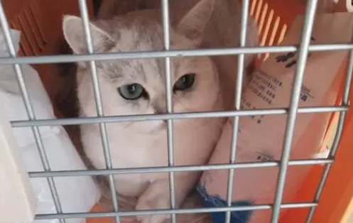 宠物猫托运怎么收费