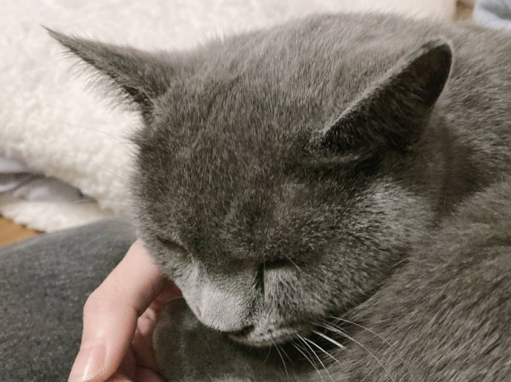 英短猫感冒咳嗽怎么治好