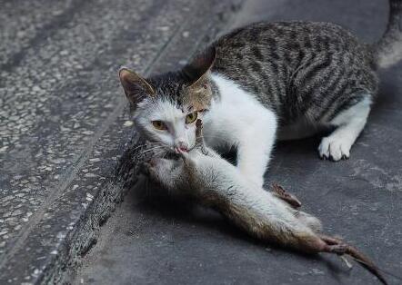 猫咪多大才会开始捉老鼠? 猫咪多大才会开始捉老鼠?