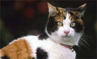 训练猫咪需要坚守的六条原则,猫咪需要训练什么?