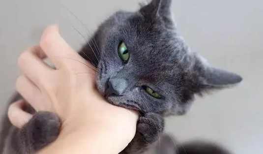 猫咪生气为什么追人咬 猫咪生气为什么追人咬