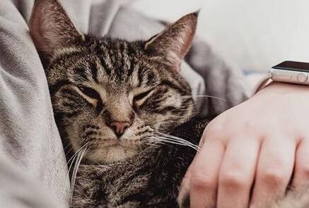 浅谈高龄猫容易出现的三大健康问题