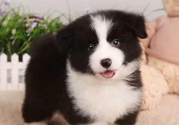 边境牧羊犬价格多少钱一只
