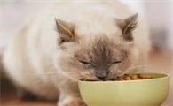 农村猫没有猫粮吃什么