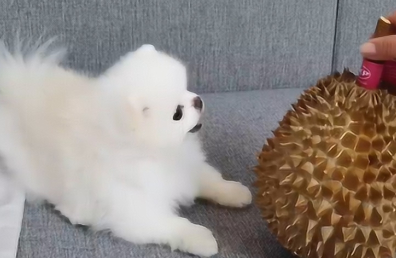 狗狗可以吃榴莲不？
