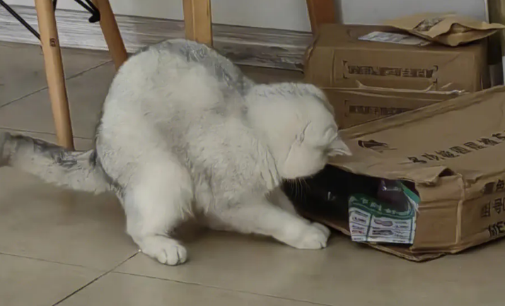 猫咪为什么爱蹭箱子
