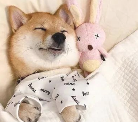 柴犬为何适合做伴侣犬？看完这篇文章你就懂了！
