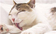 猫咪可以训练吗？怎么训练？