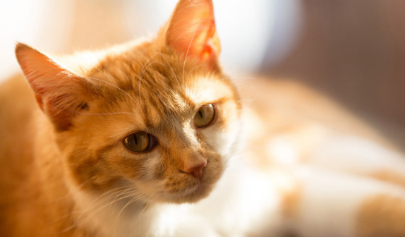 猫咪感冒后吐了，没精神是什么原因？