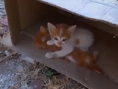 为了守护唯一的伙伴，猫咪死死护住同伴