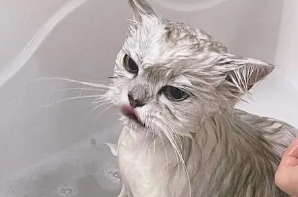 给猫咪洗澡正确方法！