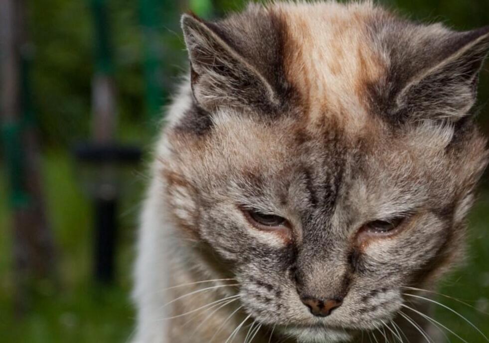 猫咪老化的这些表现, 你知道吗?