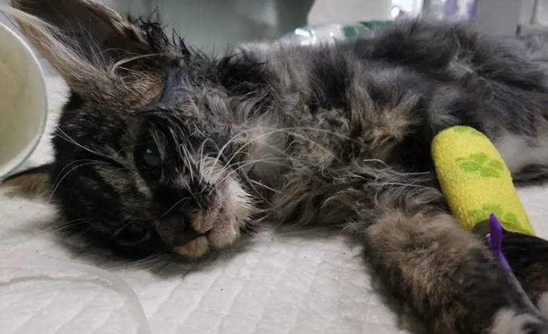 猫瘟第几天最危险？你了解吗