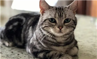 美短猫多少钱一只