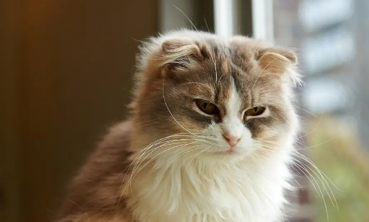 猫咪训练中常常会出现的错误观念,看看这次你又中了几条? 猫咪训练中常常会出现的错误观念,看看这次你又中了几条?