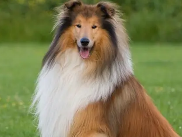 牧羊犬遇到一群笨羊,一言不合就和狗狗打了起来,气死狗了! 牧羊犬遇到一群笨羊,一言不合就和狗狗打了起来,气死狗了!