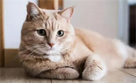 养猫的注意事项有哪些? 该如何养好猫?