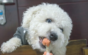 比熊幼犬怎样喂养?只需做好这5点 比熊幼犬怎样喂养?只需做好这5点