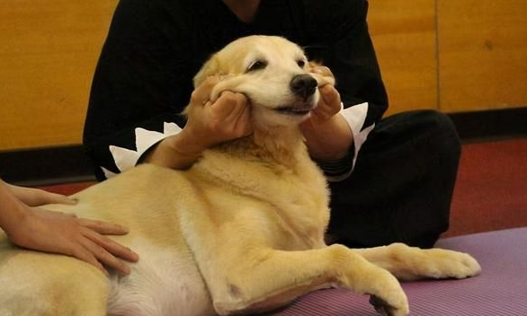 狗狗最讨厌摸哪里 狗狗最讨厌摸哪里