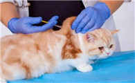 猫咪注射疫苗有什么禁忌？