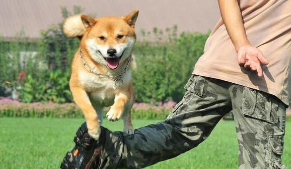 教训狗狗时，不能犯的5个错误！