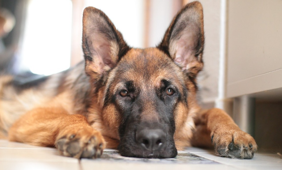 有关致死率非常高的犬瘟细小，你不得不了解的2件事！